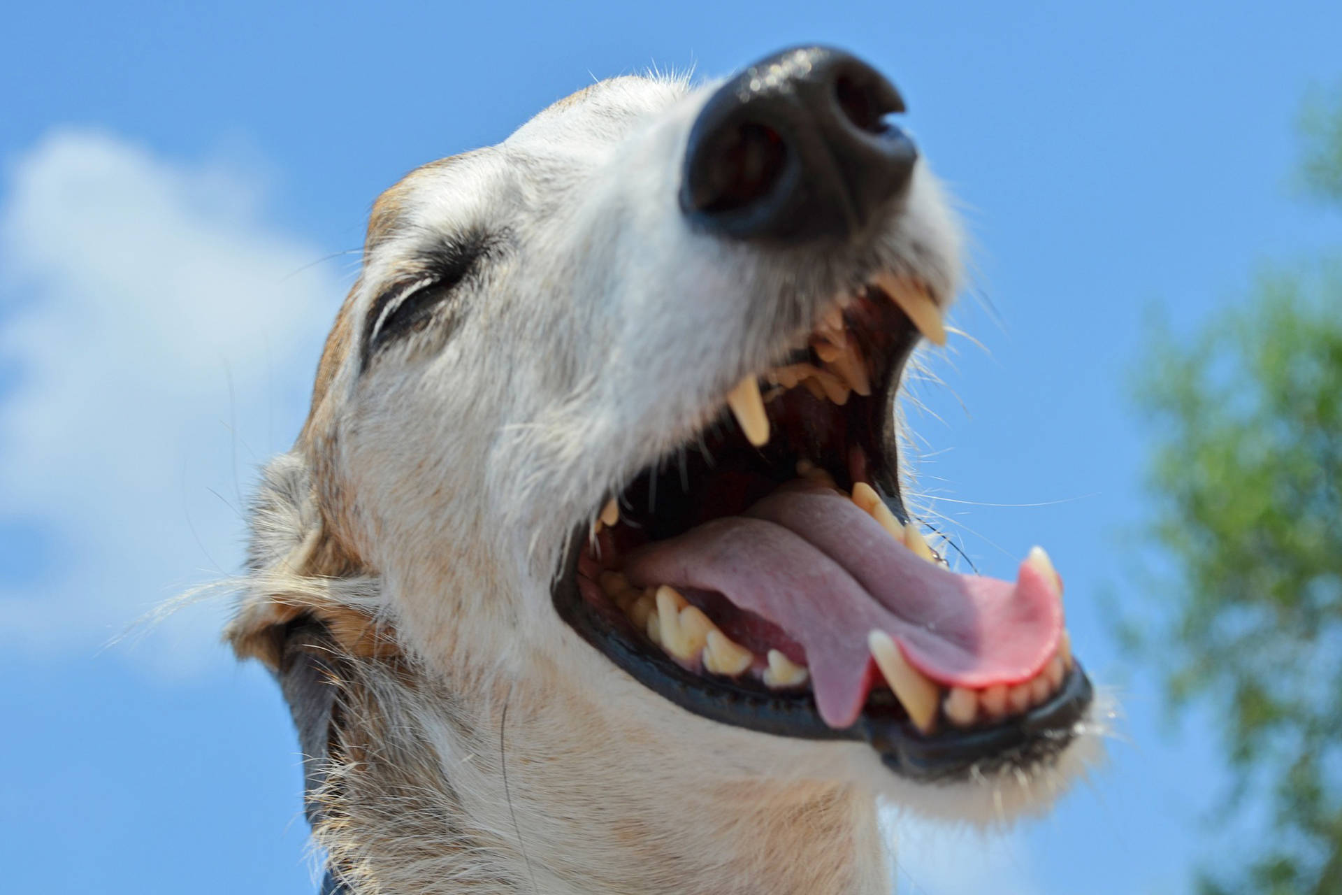 Dientes Sanos