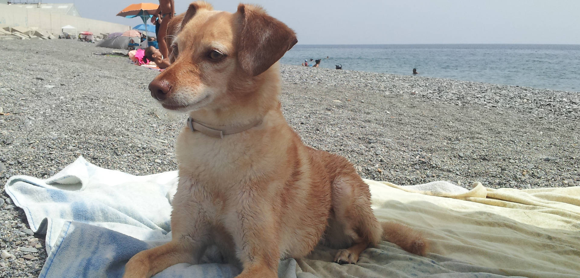 Perro y gato