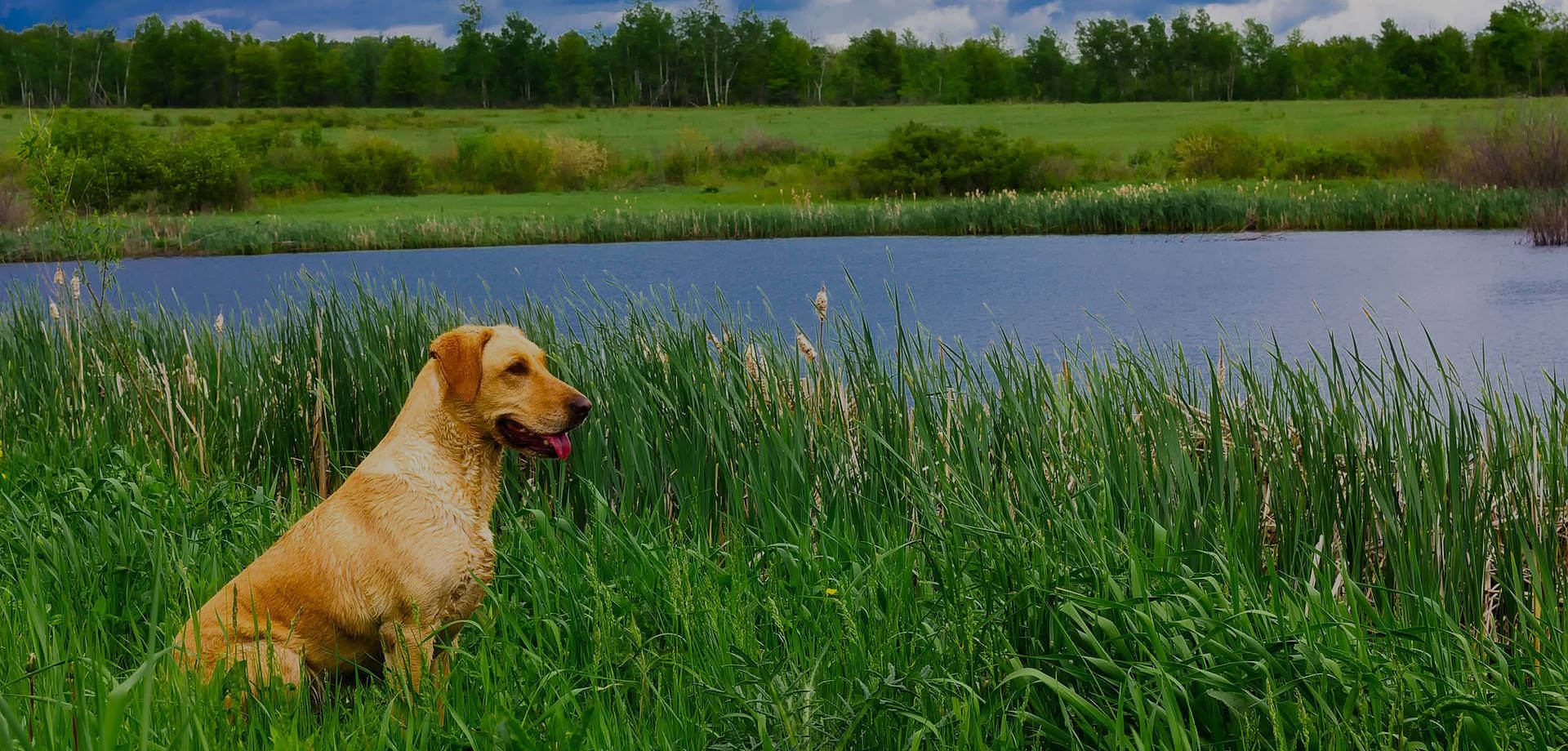 Perro en el campo