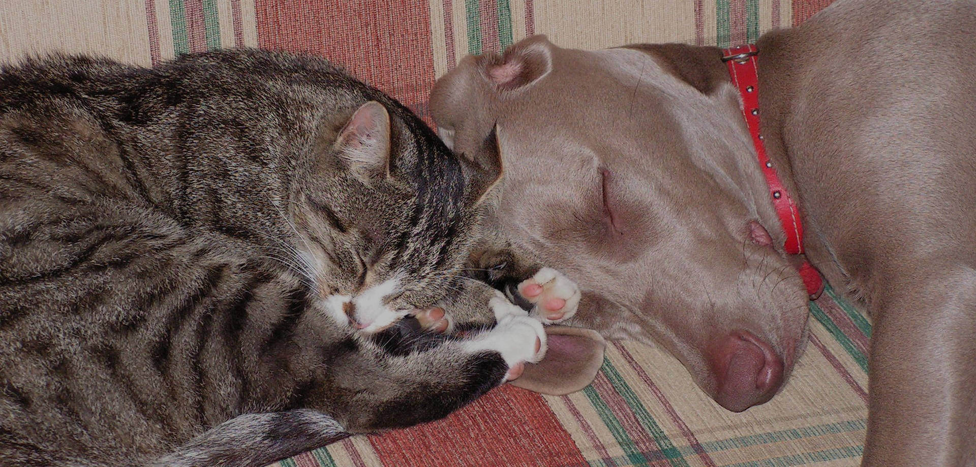 Perro y gato en el solfá
